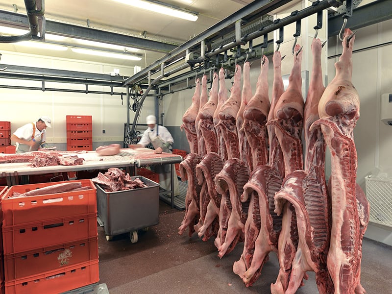 sides of pork in cold storage of a slaughterhouse 2022 03 08 01 26 29 utc